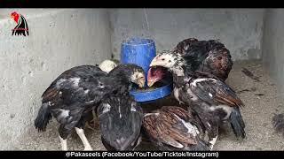 Aseel Chicks Feed Information and Chahry Pay dani ki Treatment by Pakaseels