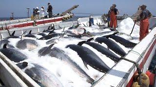 Amazing Fastest Giant Bluefin Tuna Fishing Skill - Big Catch Hundreds Tons Fish With Modern Big Boat
