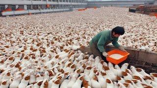 Earn millions of dollars from raising guinea pigs - Rat farm in China