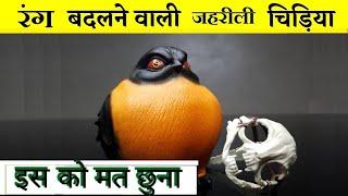 इस पक्षी  को बस छूने से ही इंसानों की मौत  हो जाती हे   Scientifically Confirmed Poisonous Bird