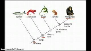 Cladograms - Betterlesson