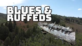 Ruffed & Blue Grouse Hunting ACTION PACKED