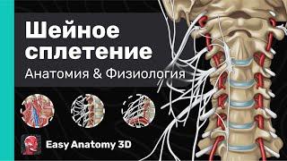 Шейное сплетение Анатомия  Ветви & Области иннервации  Easy Anatomy