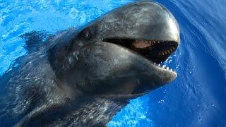 Sully the Pilot Whale HD  JONATHAN BIRDS BLUE WORLD