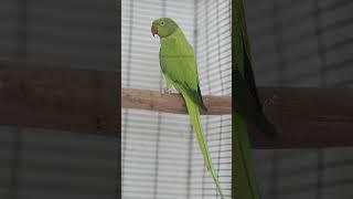 Indian ring neck - Green opaline female #parrot #ringneckparrot #indianringneck