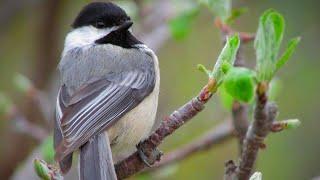 Black Capped Chickadee Calls  Beautiful Bird Singing  Chickadee Sound Effect  No Music