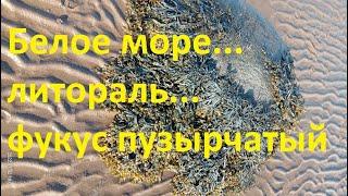 Белое море.. .литораль...  фукус пузырчатый