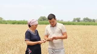 Шымбай  районы Тазғара АПЖ аймағындағы Әбди Есен фермер хожалығы баслығы Узақбаев Нурлан