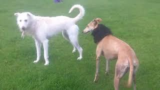 Cee Cee Hally & Tommy fooling around.@DogtrainersUK