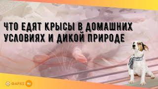 Что едят крысы в домашних условиях и дикой природе