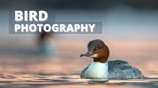 It´s that time of the year  Waterfowl photography