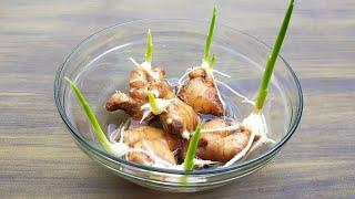 How to grow ginger garlic lemongrass at home