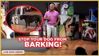 How to Stop Your Dog From Barking  Dog Nation