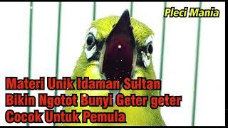 Materi Pleci Bikin Geter-geter Paling Ampuh Masteran Gacor