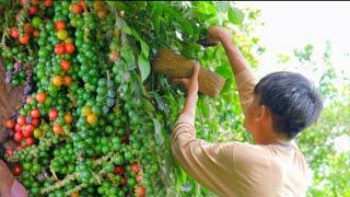 Story 120 Black pepperpaminta picking and using it for cooking  Filipino Countryside Life