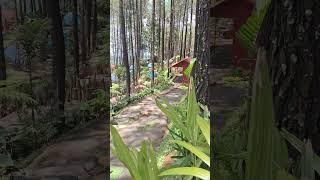 Private Camp Alas Veenuz Trawas cocok untuk Camping Keluarga #shorts #campibgground #shortfeed