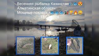 Рыбалка в Алматинской области 2024 Озеро Караой пруд 2.#fishing #рыбалка