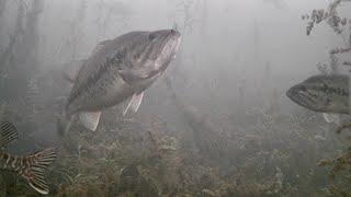 CRAZIEST DAY Ice Fishing with UNDERWATER CAMERA So Many FISH New PB