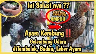  Mengobati Ayam Kembung ‼️ Gelembung Udara Pada Kulit Ayam