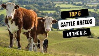 Top 5 Cattle Breeds - The BEST Cows for your Ranch