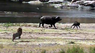 Male Lions Kill Baby Buffalo - World of Animals