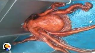 Huge Octopus Escapes Through Smallest Hole  The Dodo