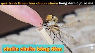 Quá Trình Thuần Hóa Chuồn Chuồn Bóng Đêm Cực Ảo Ma  review giải trí đời sống