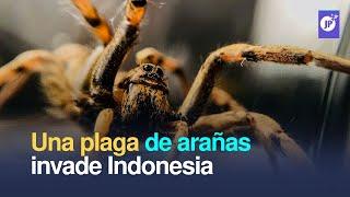 Una plaga de arañas invade Indonesia