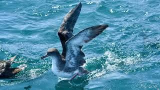 Westport Seabirds Pelagic July 13 2019