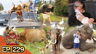 ไทยทึ่ง WOW THAILAND  EP.229 #ไทยทึ่งสเปเชียล รวมความน่ารัก สัตว์เลี้ยงแสนรู้