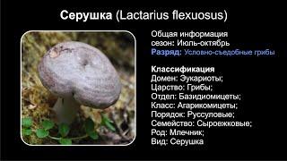 Серушка Lactarius flexuosus