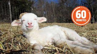 The Very BEST Baby Farm Animals   FUNNIEST Farm Animals