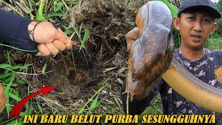 KEPALANYA SEBESAR TINJU  INI KAH YANG DINAMAKAN BELUT PURBA