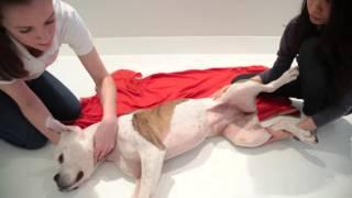 How to Move an Injured Dog - First Aid for Pets