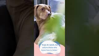 5 Most Heartfelt Dog Tombstone Quotes – A Tribute to Our Furry Friends