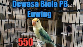 Lovebird PB Euwing Biola Ready Melimpah