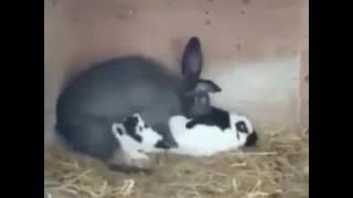 Rabbit sex