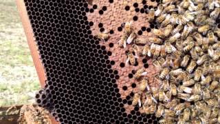 Honey Bee Eggs and Capped Brood In January