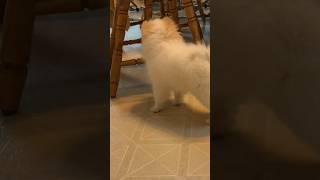 Pomeranian puppies run and bark making adorable sounds