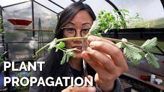 How to Propagate Plants 4 Methods to Master