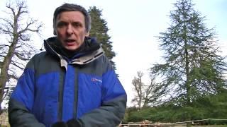 Felling of the Duke of Wellington Cedar by The National Trust