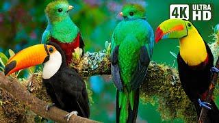 WONDERFUL EXOTIC BIRDS  RELAXING NATURE SOUNDS  STUNNING NATURE  STRESS RELIEF  BEAUTIFUL CHIRP