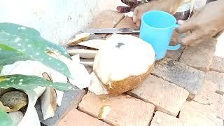 Sliced Coconut Peeling Styles coconut cutting knife and slice verry nice #coconutcuttingskills