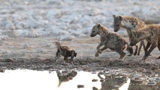 Pertarungan Musang Madu VS Hyena