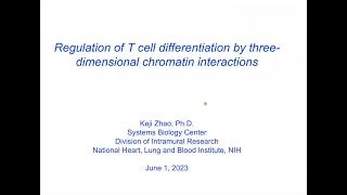 Regulation of T cell differentiation by three-dimensional chromatin interactions