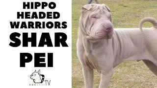 Hippo Headed Warriors - SHAR PEI Dog Breed DogCastTV