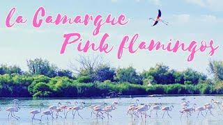 Pink Flamingos of the Camargue France  Les flamants roses de la Camargue