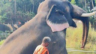 തിരുവമ്പാടിയുടെ രണ്ട് ഗജകേസരികൾ ഭാരതപ്പുഴയിൽ നീരാട്ടിൽ.. ആ കാഴ്ചകളിലേക്ക്