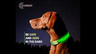 Illumiseens LED Dog Collar