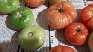 Bahçe domatesi  #tomatoes #green tomatoes #red tomato #qırmızı pomidor #червоний помідор #赤いトマト